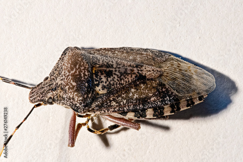 European stink bug, Rhaphigaster nebulosa, on white background.Macro photo