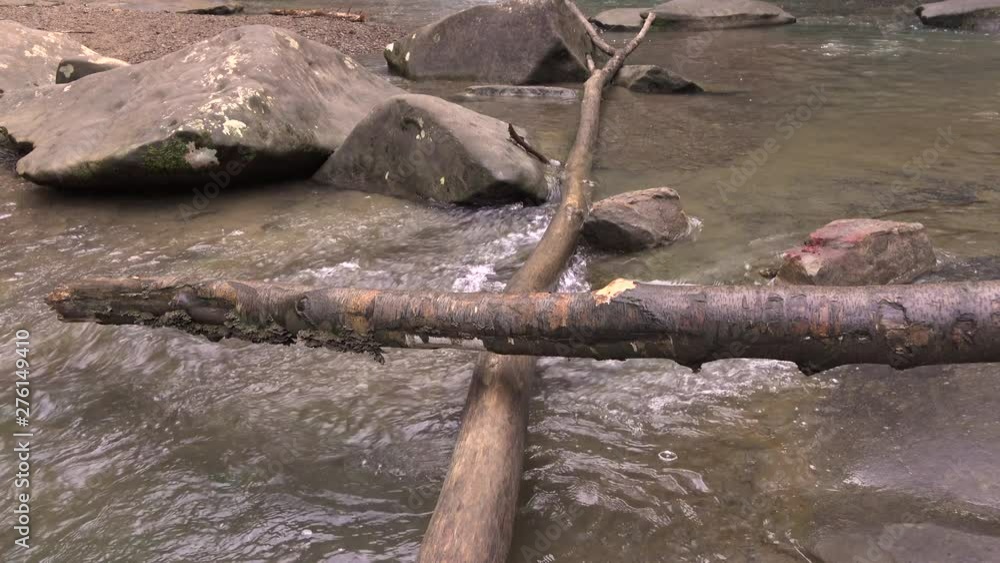 Fallen tree branches in forest stream 4k Fallen tree branches in forest stream 4k