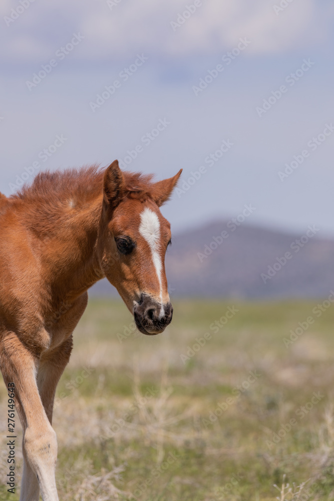 Cute Wild Horse Foal in the Utah Desert Cute Wild Horse Foal in the Utah Desert