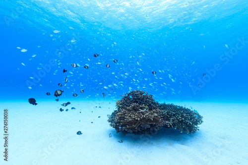 慶良間諸島、サンゴに群れる魚4