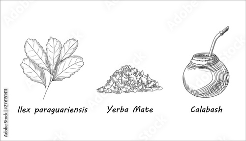 Set of yerba mate tea branch and calabash. Mate tea leaf. Engraving style.
