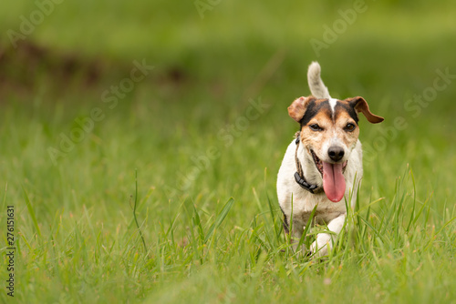 small old dog runs and over a green meadow in spring - Jack Russell Terrier doggy10 years old