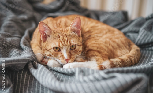 Cute little ginger cat laying in gray blanket at home, relax time