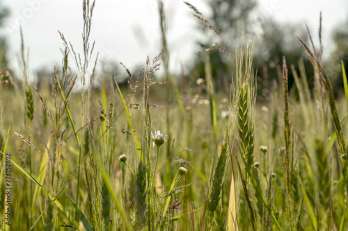 Green field of young wheat sprouts, to the horizon