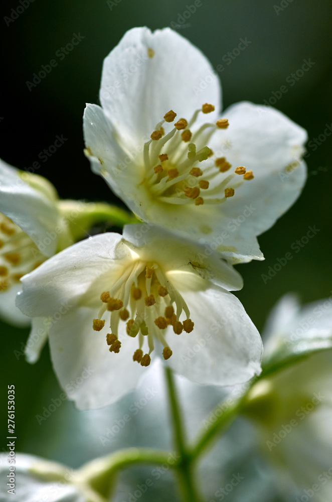 Apple blossom Apple blossom