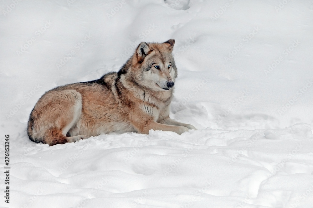 Fototapeta premium adult fluffy big wolf in the wild in winter