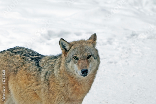 big gray wolf with a predatory look