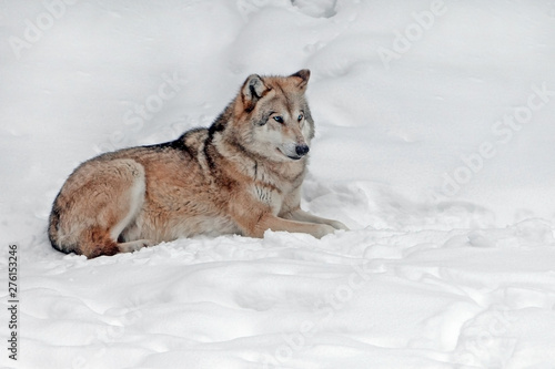 adult fluffy big wolf in the wild in winter © serhio777