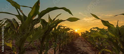 Print op canvas Corn field in sunset