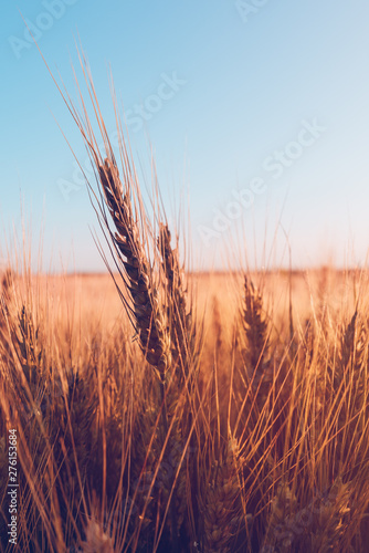 Ripe ears of wheat in cultivated agricultural field