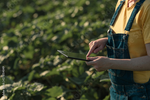 Sunflower farmer using tablet computer in crop field before blooming