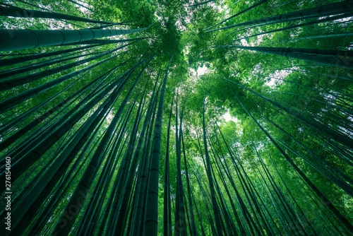 Obraz Fotografia park bambusowy las