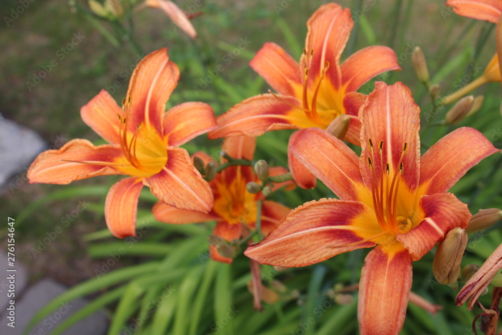 Huge daylily flowers Huge daylily flowers