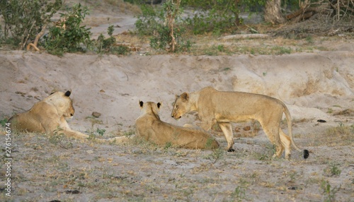 un groupe de lionnes dns la savane en Afrique du Sud