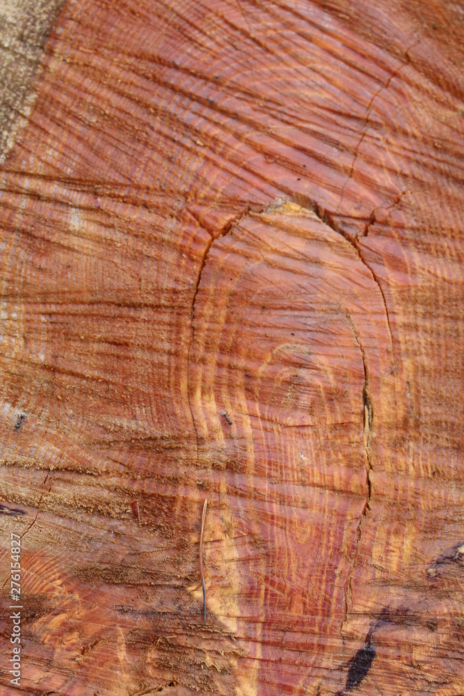 Naklejka premium Tło. Ślady pił elektrycznych na ściętym drzewie.