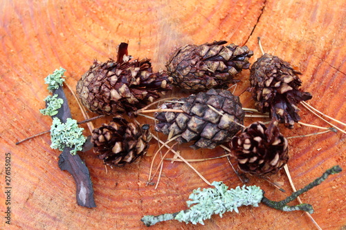  Background. Pine cones on saw cut tree