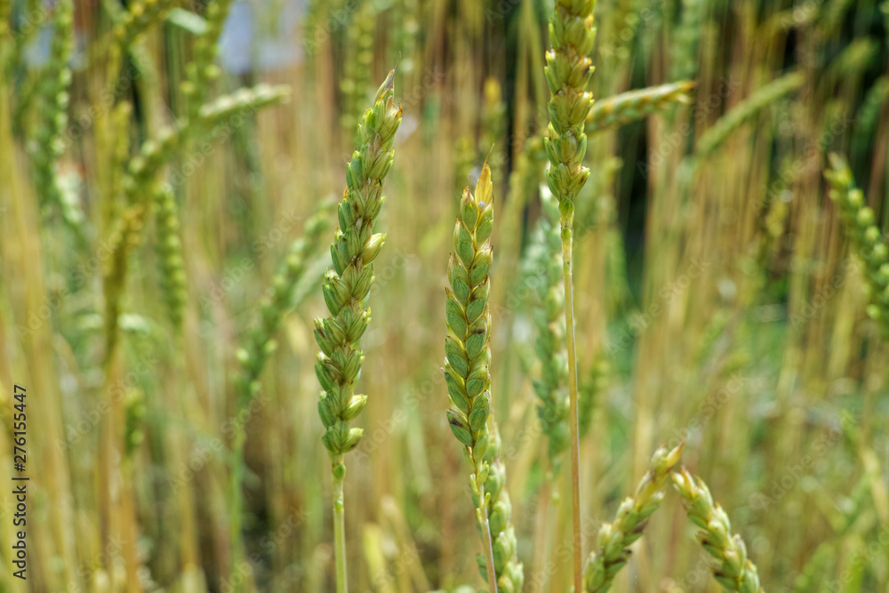 Ripe golden wheat spikes on farm field Ripe golden wheat spikes on farm field
