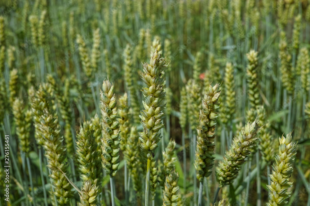 Unripe green wheat spikes on farm field