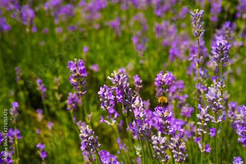 Organic honey farm  production of lavender honey  bee on lavender flowers