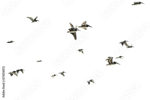 Flock of Birds. Flying Pelicans Against White Background © Hanna Tor
