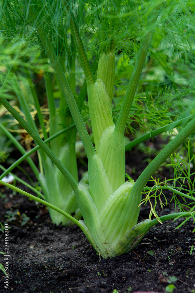 Obraz premium Healthy vegetables growing in garden, young green bulb of fennel plant