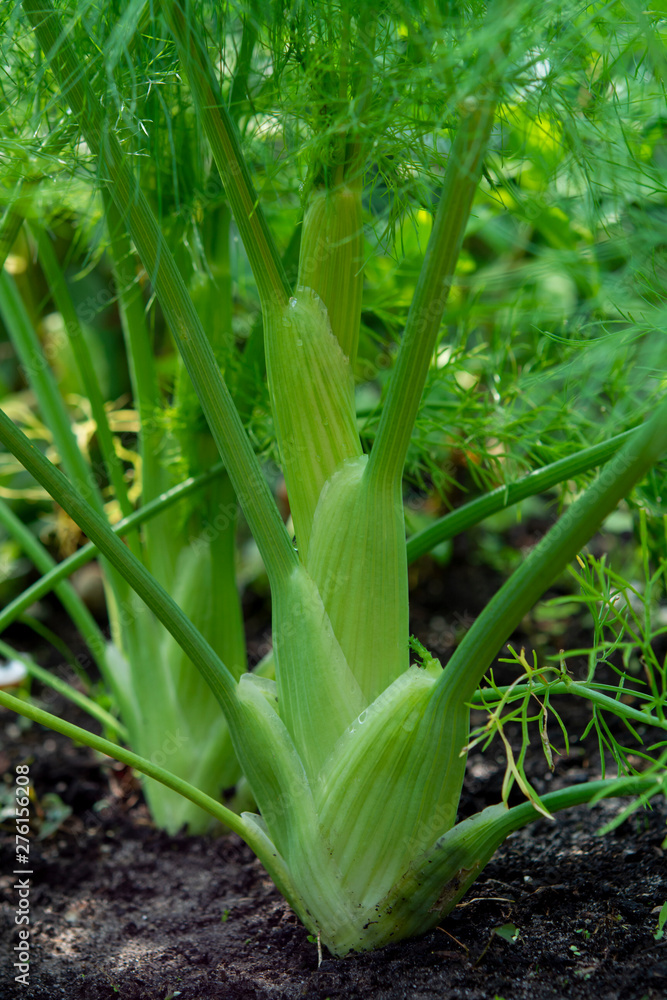 Obraz premium Healthy vegetables growing in garden, young green bulb of fennel plant
