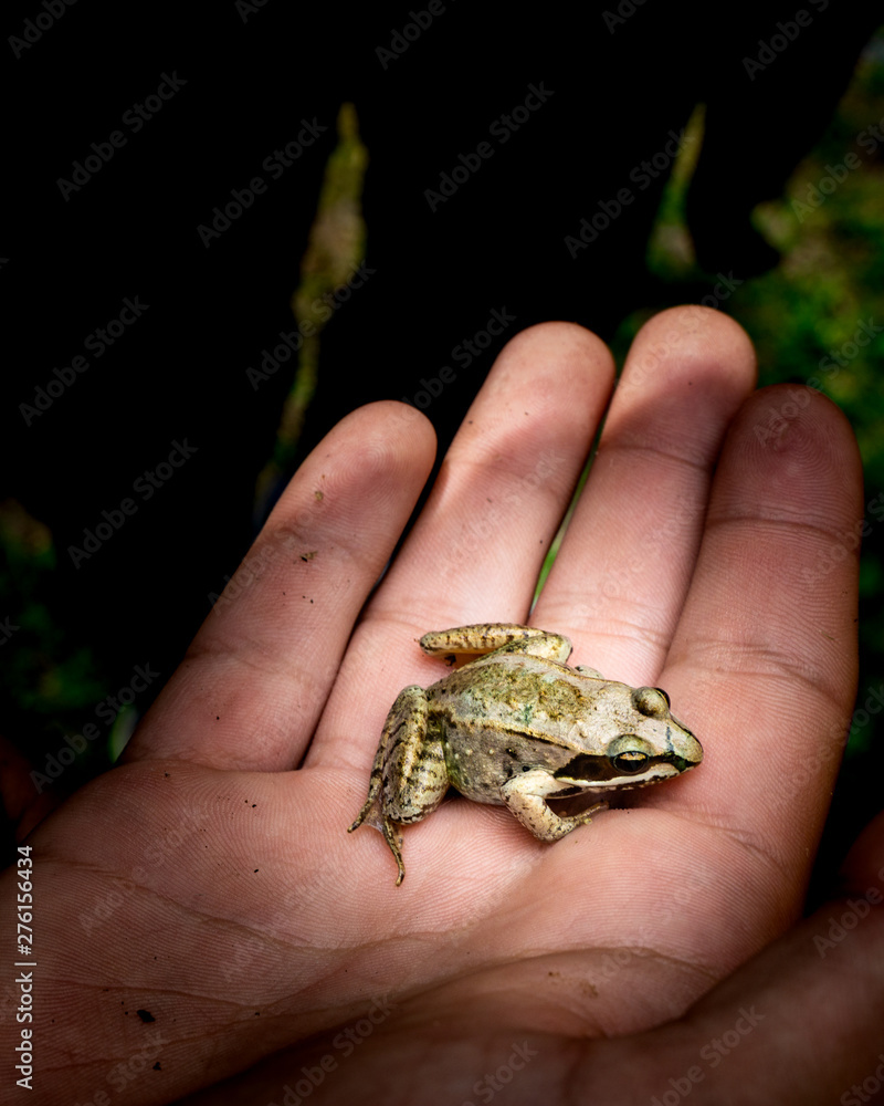 Small tree frog nestled in hands Small tree frog nestled in hands