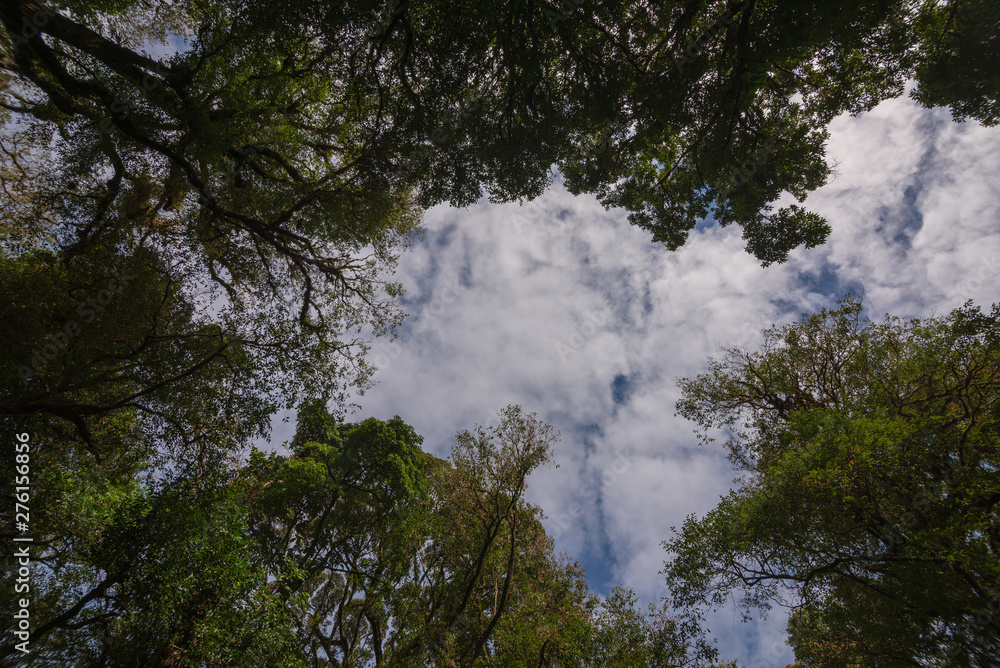 Forest and sky in ant view