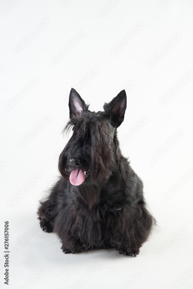 Young scottish terrier on a white background