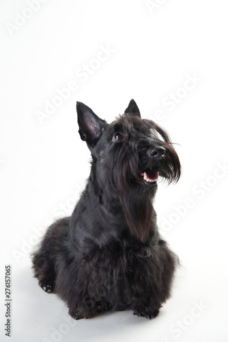 Young scottish terrier on a white background