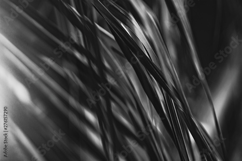 Palm tree leaves