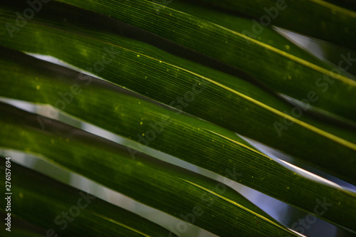 Palm tree leaves