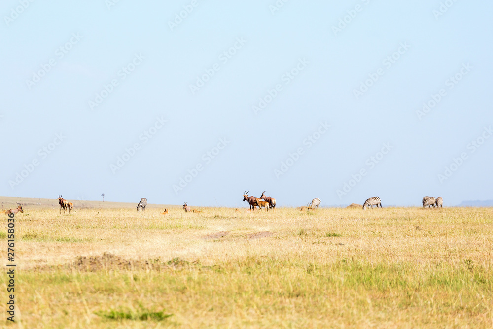 Tsessebe and zebras on the savannah