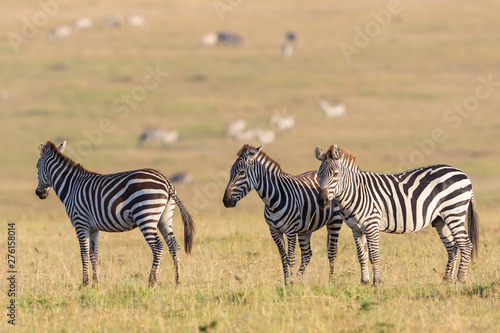 Zebras on the savanna in Africa