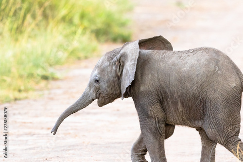 Small elephant calf walking on savanna