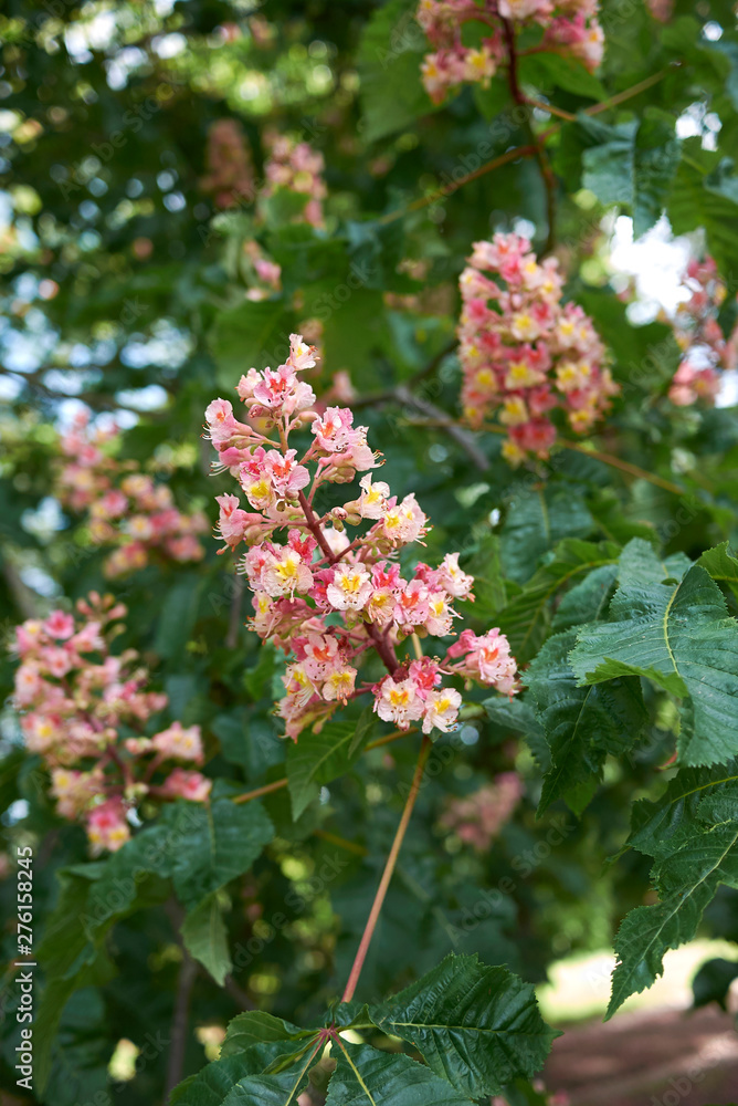Aesculus x carnea Aesculus x carnea
