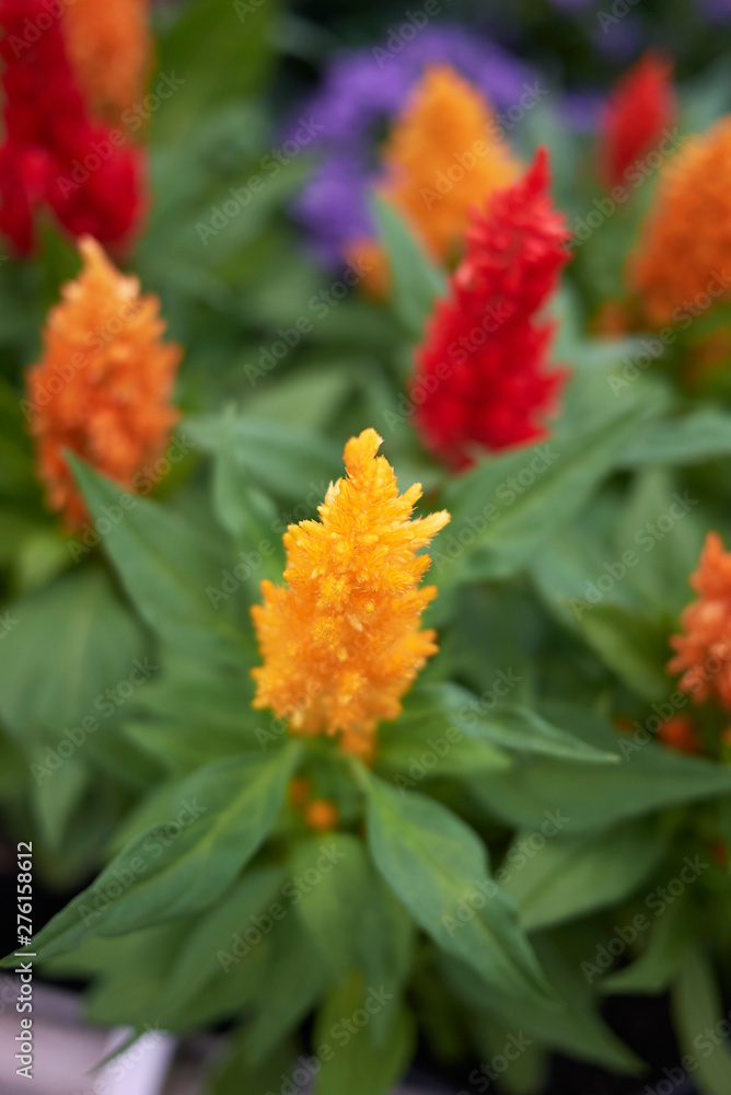 Celosia plumosa Celosia plumosa