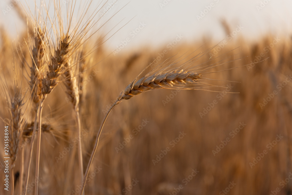Wheat field. Ears of golden wheat close up. Beautiful Nature Sunset Landscape. Rural Scenery under Shining Sunlight. Background of ripening ears of wheat field. Rich harvest Concept. Label art design Wheat field. Ears of golden wheat close up. Beautiful Nature Sunset Landscape. Rural Scenery under Shining Sunlight. Background of ripening ears of wheat field. Rich harvest Concept. Label art design