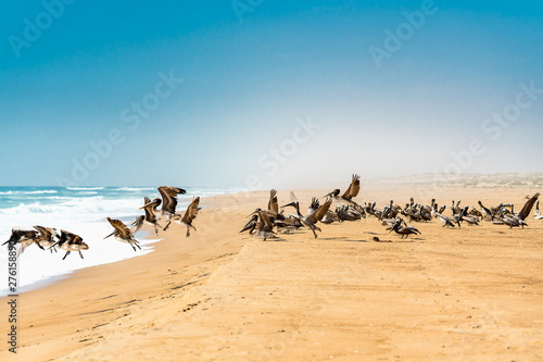 Flock of Pelicans on the Beach, California Coastline