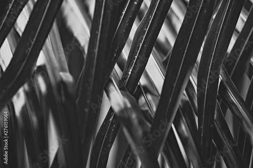 Palm tree leaves