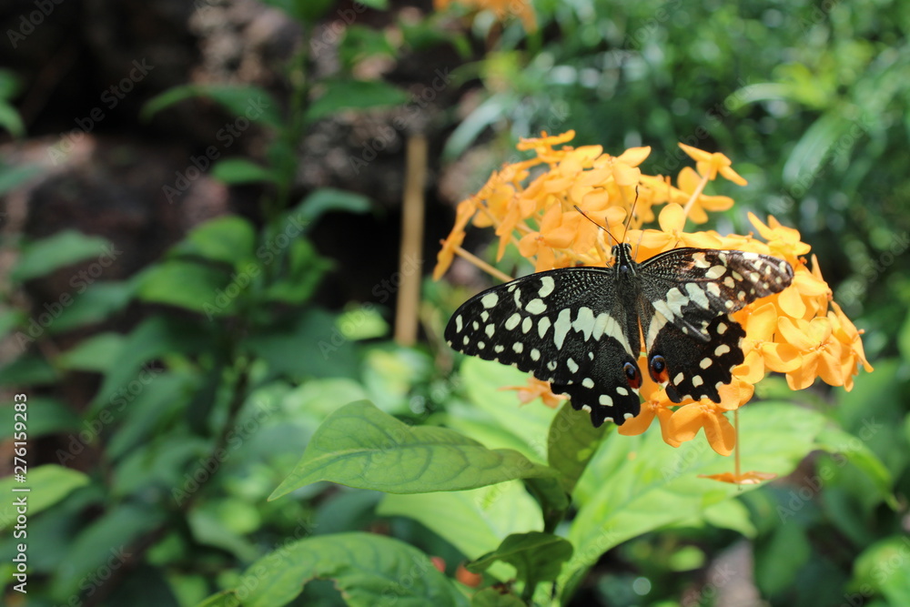 Obraz premium butterfly on yellow flower in the garden