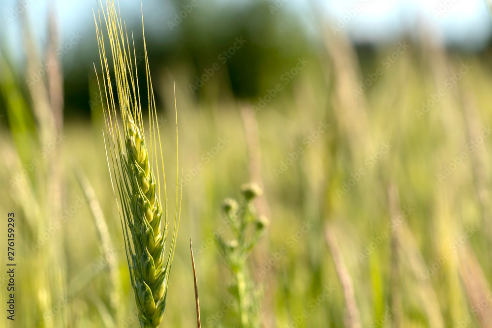 Fototapeta premium Close up of green wheat on a warm soft spring sun. Wheat plant detail in Agricultural field