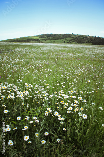 Fototapeta Naklejka Na Ścianę i Meble -  Blooming chamomile field in the mountains. Crimea.