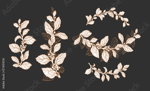 Mate tea plant. Vector pattern.  Arc floral set