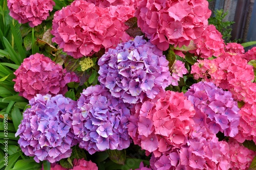 Magnifiques hortensias de Bretagne. France