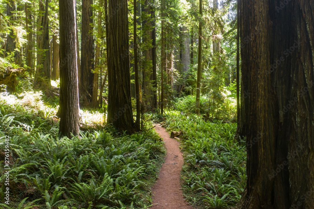 Foto de Native Redwood trees, Sequoia sempervirens, grow along the