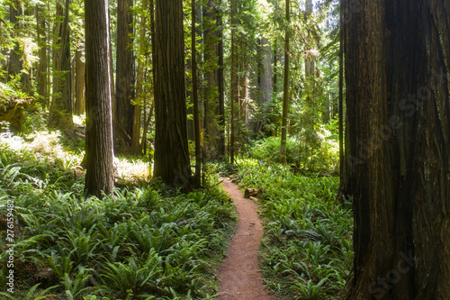 Native Redwood trees  Sequoia sempervirens  grow along the coastal region of Northern California and up into Oregon. These massive trees are an endangered species.