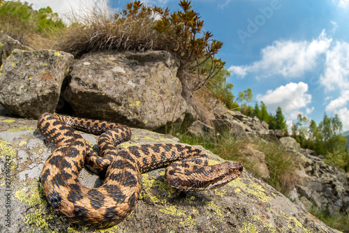 Vipera aspis