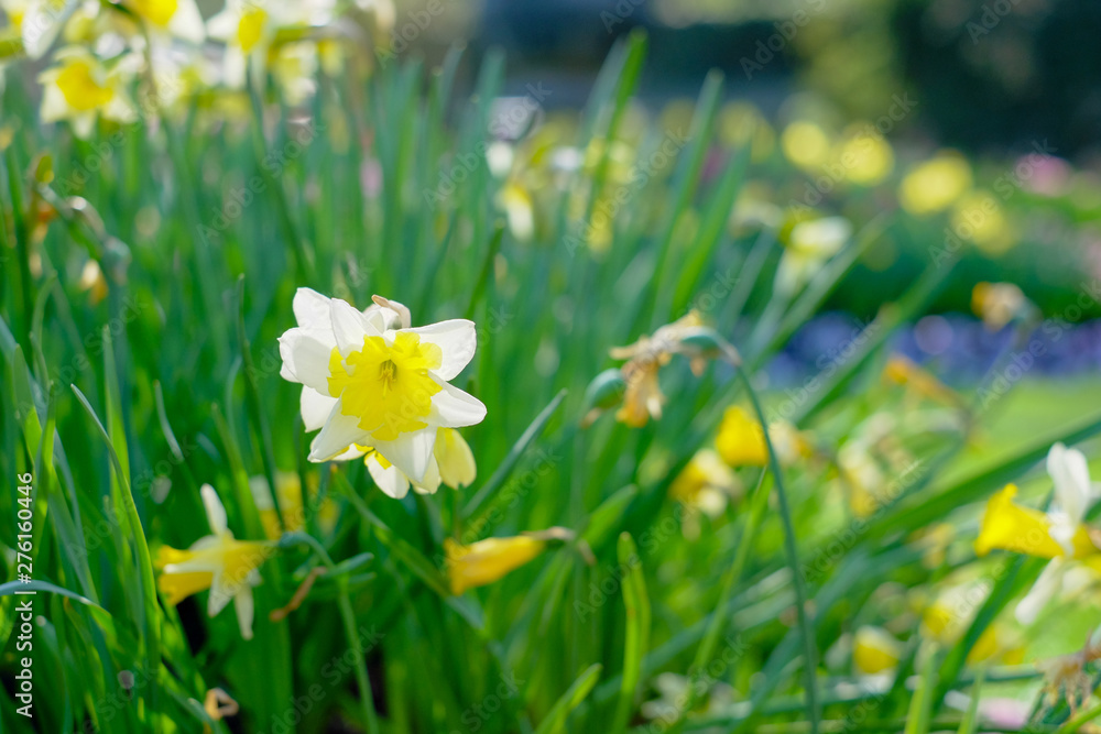 Amazingly beautiful Yellow Daffodils or narcis flowers, Narcissus Pseudonarcissus, in a field in the morning sunlight, depicting a spring background, flower landscape.