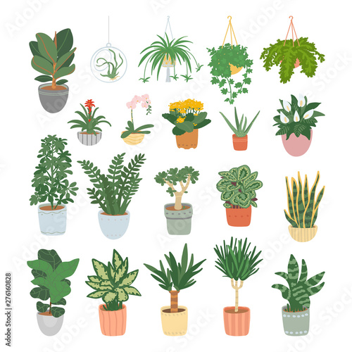 Big set of houseplants isolated on white background. Home garden. Vector illustration.